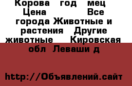 Корова 1 год 4 мец › Цена ­ 27 000 - Все города Животные и растения » Другие животные   . Кировская обл.,Леваши д.